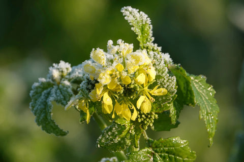 yellow mustard seed plant Yellow Mustard seeds