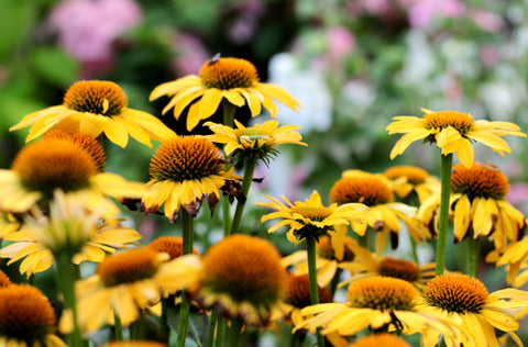Yellow Coneflower Seeds - Grow Your own Herbs !