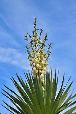 Yucca Root Herb - Appalachian Mountains Spring 2022 Wild Harvest