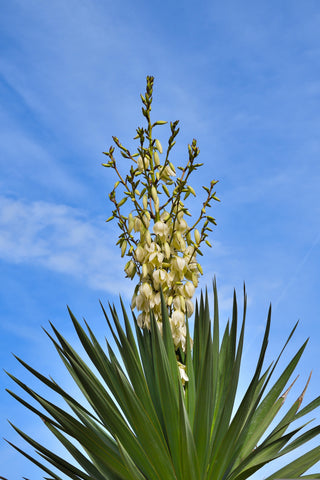 growing yucca plants from seed Yucca Seeds